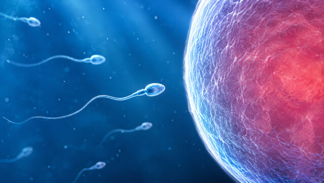 An illustration of sperm cells swimming towards an egg, representing fertility and human reproduction in a vibrant and dynamic visual.