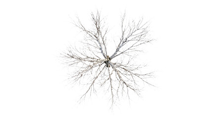 Fototapeta premium Top view of a tall bare silver birch tree with intricate spreading branches isolated on white on transparent background