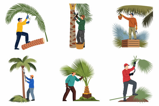Collection of flat vector illustrations featuring agricultural workers pruning palm trees and harvesting dates in various outdoor settings.