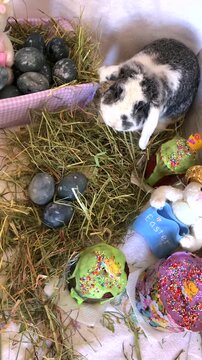 A close-up high-angle shot shows a charming spotted lop-eared rabbit sitting on a bed of straw next to dark marble-patterned Easter eggs and traditional kulich cakes coated with colorful glaze and spr