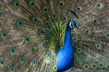 Obraz premium Pfau