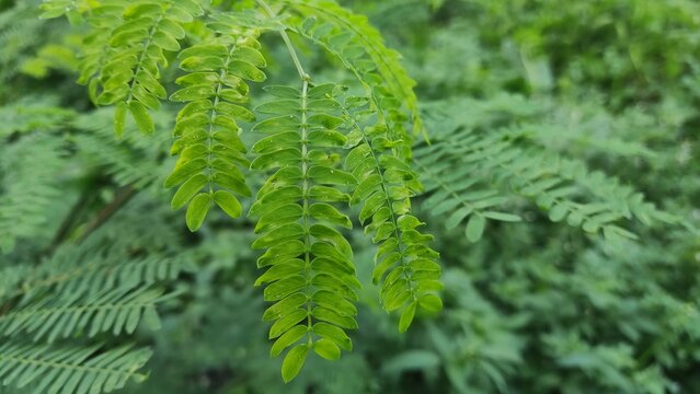 green fern leaves