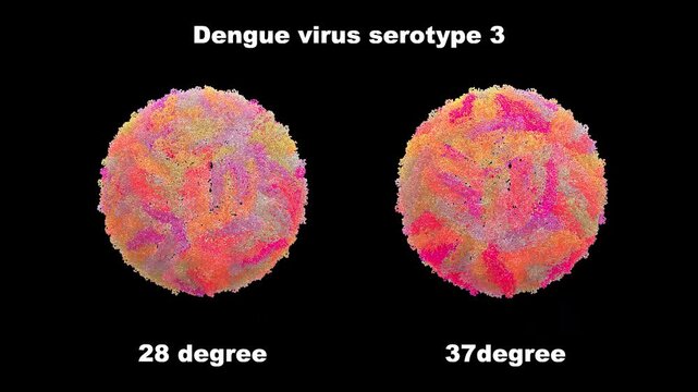 3D Structure of Cryo-EM Dengue Virus Serotype 3 DENV-3 Comparison at 28 and 37 Degrees Celsius, Thermally Stable Compact Smooth Surface Pathogen primarily for Immune Evasion and Vaccine Resistance.