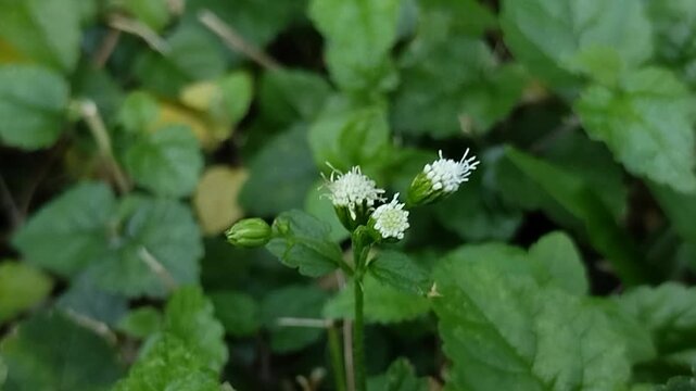 The Billygoat-weed, Goatweed, or White weed plant (Ageratum conyzoides) is rich in herbal properties
