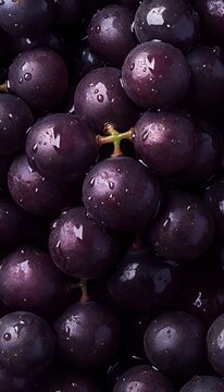 Vibrant Cluster of Deep Purple Concord Grapes on a Fresh Natural Backdrop for Healthy Living