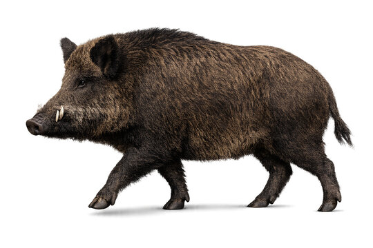 Wild boar walking naturally toward the left, one front leg raised, realistic movement, muscular body, detailed fur, isolated on transparent background