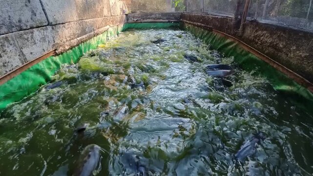 A high-angle, wide shot of numerous black catfish swimming actively and splashing in a green water tarpaulin pond. The video captures the movement of fish during feeding time in a home-sca