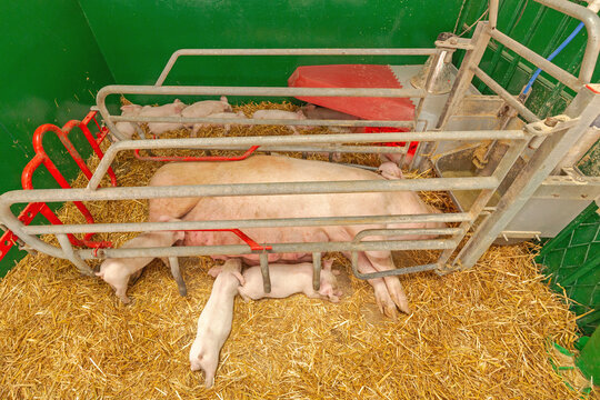 Big Sow With Newborn Piglets in Farrowing Pen Crate at Pigs Farm