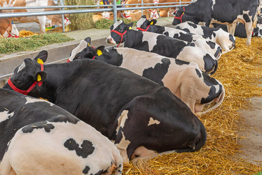 Black and White Dairy Cows Laying Down in Barn at Cattle Farm