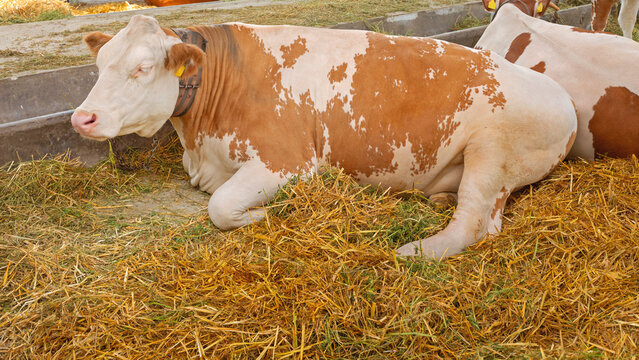 Big Beige and White Cow Laying Down in Barn at Cattle Farm