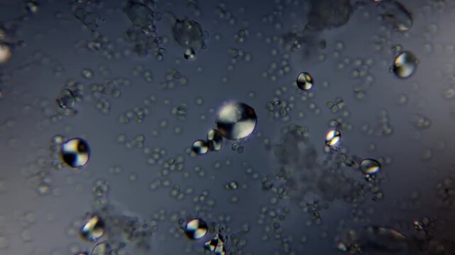 Sourdough starter under polarized light microscope showing starch granules and maltese cross effect