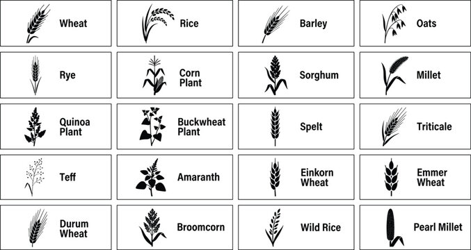 Cereal grains and pseudocereals icon vector set with wheat, rice, barley, oats, corn, rye, millet, and sorghum silhouettes