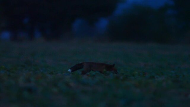 Red Fox Hunting Across Harvested Field at Dusk in Summer, Germany | 4K Wildlife Footage