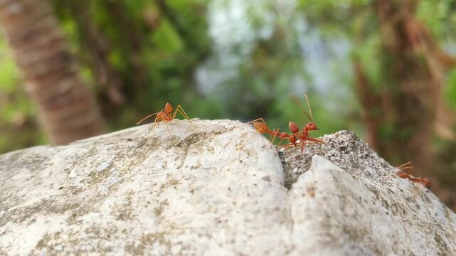 Close-up 4K footage of ants communicating and moving together on a dry moss-covered concrete wall. Natural insect behavior, teamwork, social interaction, and macro wildlife texture outdoors.