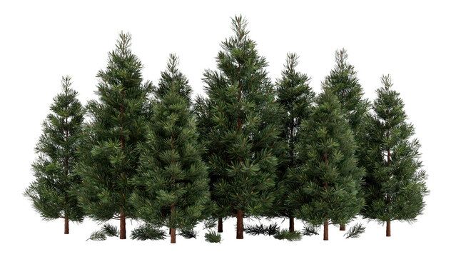 A collection of lush green coniferous pine trees standing together in a small forest group isolated on a white background, for landscape
