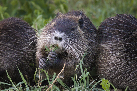 Wild nutria eating green grass near the water body