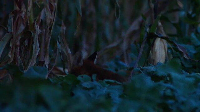 Red Fox Hunting Across Harvested Field at Dusk in Summer, Germany | 4K Wildlife Footage