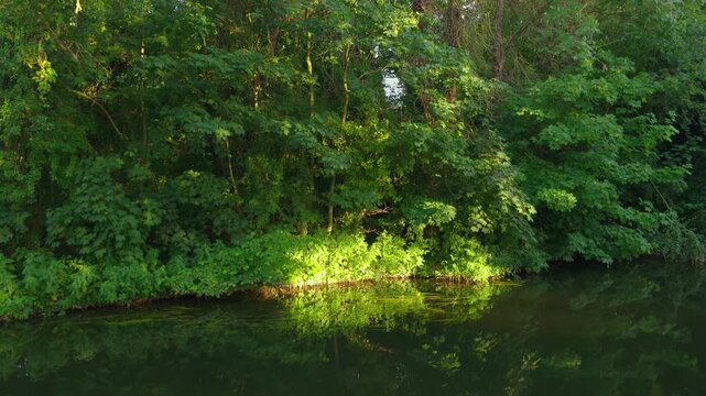 River canal bank bordered by dense green trees with sunlight illuminating lush riverside vegetation. Calm water reflecting forest foliage beneath warm evening light. Peaceful natural landscape