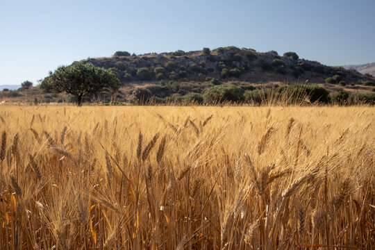 Campo di grano in Sicilia in provincia di trapani con vista su ulivi