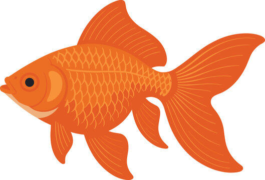 Orange goldfish vector on white background.