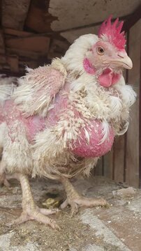 Severely featherless chicken standing in a poultry coop, showing extensive feather loss that may be associated with feather pecking, self-plucking, molting, parasites, stress, disease, or poor welfare