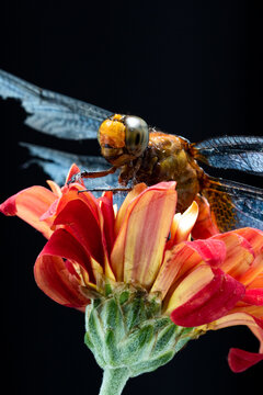 Macro photography of a dragonfly with damaged wings resting on a vibrant red flower against a black background