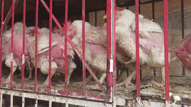 Group of severely featherless chickens confined in a poultry cage, illustrating feather loss that may be associated with feather pecking, stress, disease, parasites, molting, or poor welfare condition