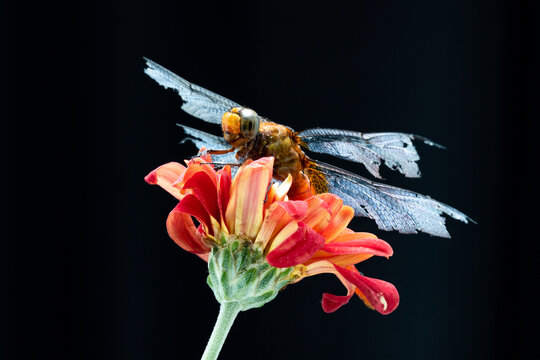 Macro photography of a dragonfly with damaged wings resting on a vibrant red flower against a black background