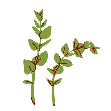 Branches of decorative eucalyptus for decorating bouquets, green flat plant with doodle lines