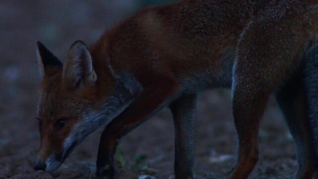 Red Fox Hunting Across Harvested Field at Dusk in Summer, Germany | 4K Wildlife Footage