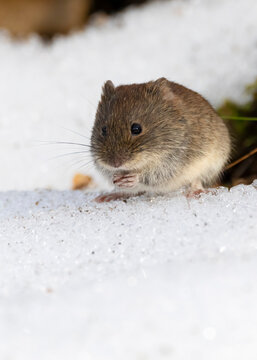 Bank vole