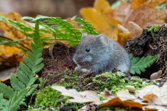 Bank vole