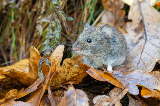 Bank vole