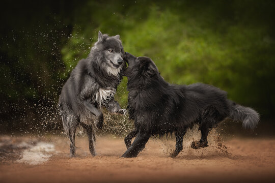 An American Blue Bay Shepherd and a black wolfdog joyfully splash and wrestle in reddish-brown mud. Green foliage frames their playful interaction outdoors on a bright day