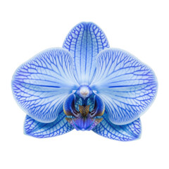 Beautiful blue orchid flower isolated on a white background isolated on transparent background © samrat