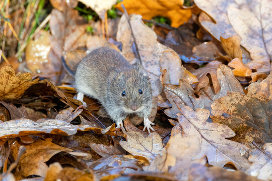Bank vole