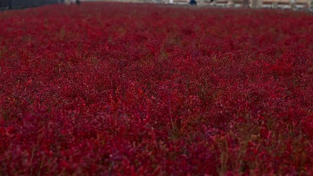 画面一面に広がる深紅のシチメンソウ（海の紅葉）のクローズアップ
(佐賀市)東与賀海岸・干潟よか公園
A close-up of deep-red *Shichimensou* (often called "autumn foliage of the sea") spreading across the entire view