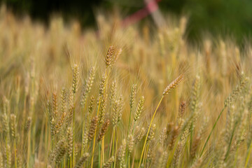 Fototapeta premium Close up of ripe wheat ears in summer field