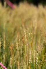 Fototapeta premium Close up of golden wheat crops during Grain Buds season