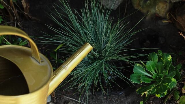Person watering a plant after planting in ground in summer garden. Gardening, plants care, landscaping.