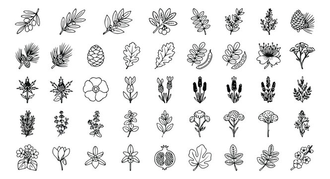 Hand drawn botanical line art icons, set of 45 floral vector elements. Minimalist black and white garden plants and forest leaves for branding and wedding stationery.