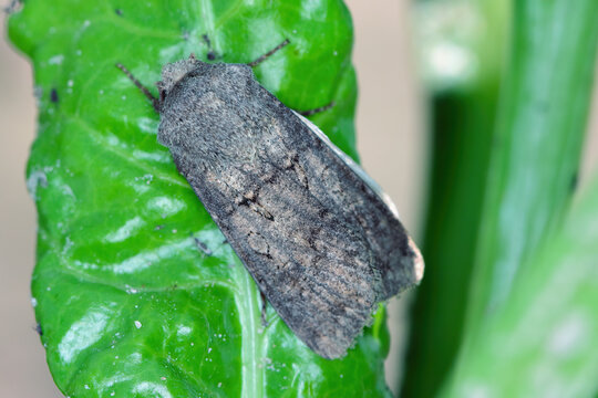 A common pest of many crops. Turnip Moth, Agrotis segetum. Larvae, caterpillars called cutworms eat various culitivated plants.