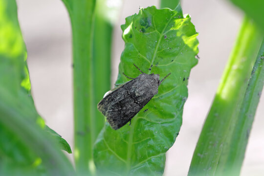 A common pest of many crops. Turnip Moth, Agrotis segetum. Larvae, caterpillars called cutworms eat various culitivated plants.