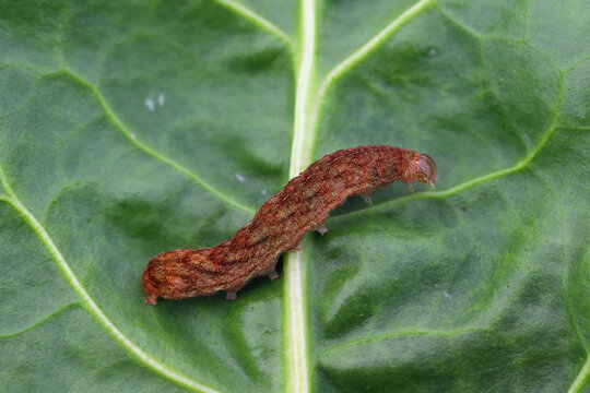 Cutworm, moth larvae,  caterpillars of moth in Noctuidae family, commonly known as noctuid moths or owlet moths.