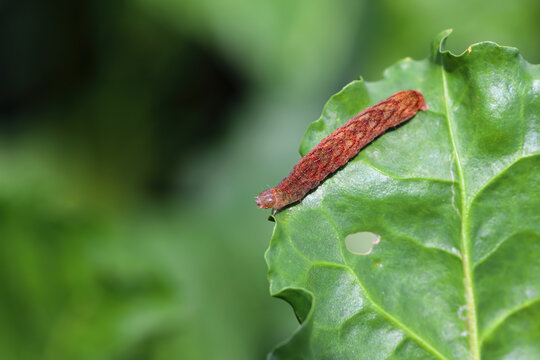 Cutworm, moth larvae,  caterpillars of moth in Noctuidae family, commonly known as noctuid moths or owlet moths.