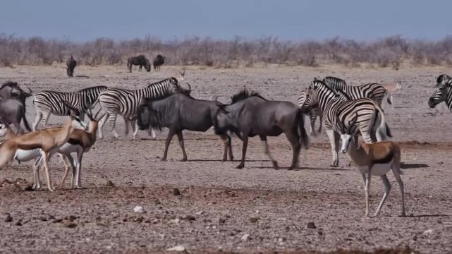 African Wildlife Herd with Zebras Wildebeests and Springboks