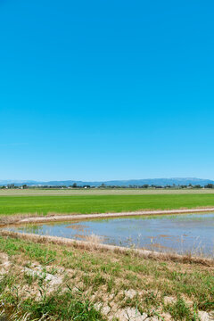 a flooded plot beside rice fields in Ebro Delta