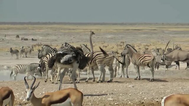 Diverse African Wildlife Gathering at a Savanna Waterhole