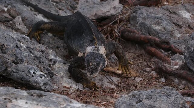 Galapagos land iguana