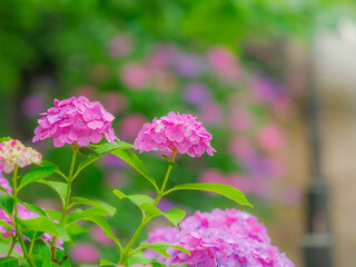 Fototapeta premium ピンク色の花。カラフルなお花のある風景。梅雨から初夏の公園や花壇を彩るアジサイ。